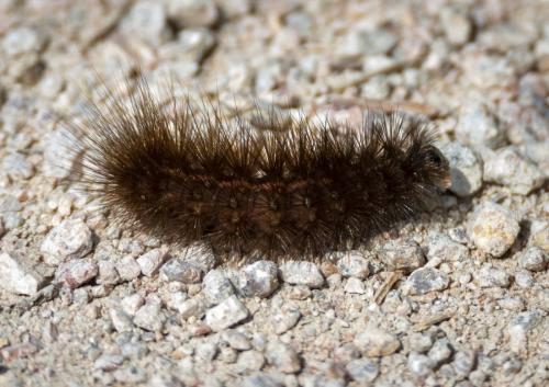 Arctiinae